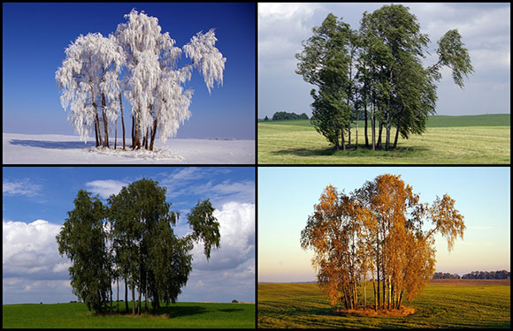 A collage displays trees in four seasons: snowy winter, leafy spring, lush summer, and colorful autumn.