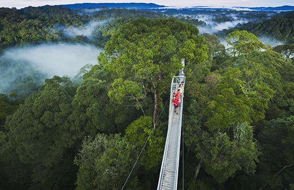 Aerial view of a suspension bridge over a forest canopy with mist, and a few individuals visible on the bridge.