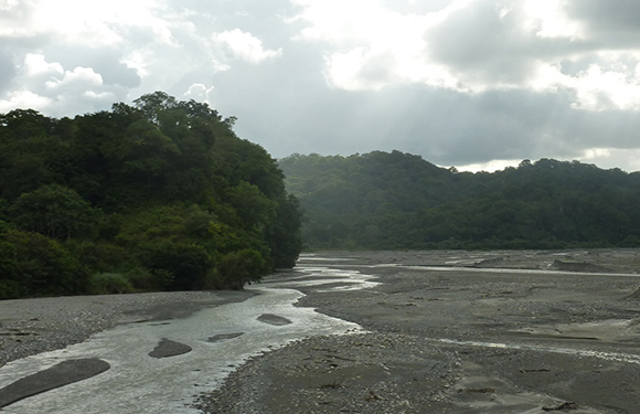 A river meandering through a lush forest with overcast skies above.