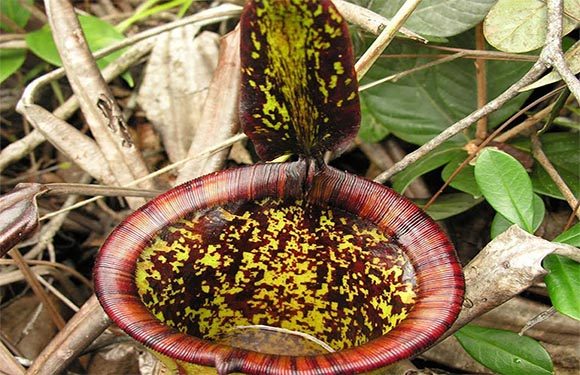 A close-up of a Nepenthes, also known as a tropical pitcher plant, with a visible open pitcher and a lid, surrounded by green foliage.