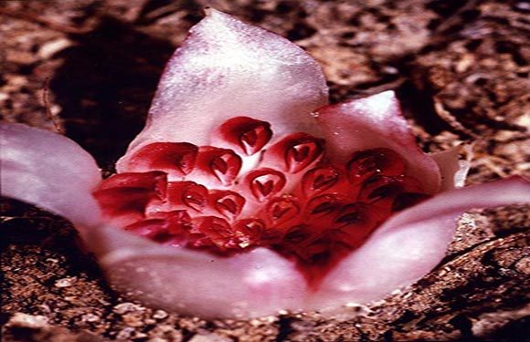 A close-up photo of a pink flower with a red bud cluster in the center, set against dark soil.