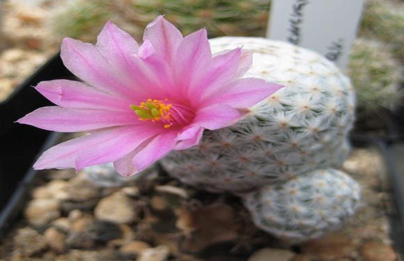 A close-up of a pink cactus flower blooming on top of a small, round, white-spotted cactus with a blurred background.