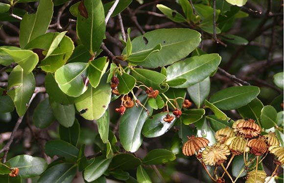 A close-up of green leaves with some red berries and dried brown leaves visible.