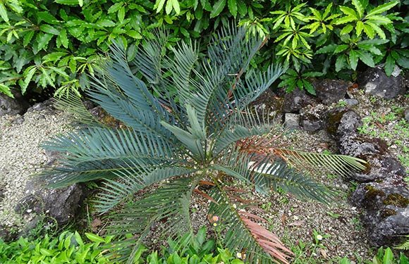 A small cycad plant with green leaves in a garden setting surrounded by other green plants.