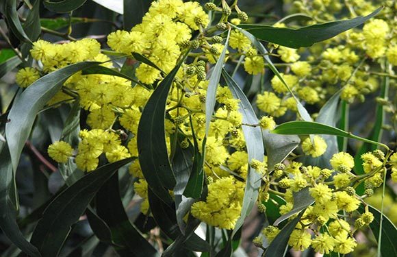 A close-up of bright yellow mimosa flowers with green leaves.