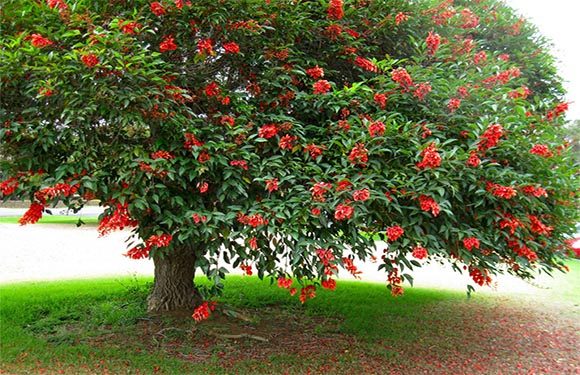 A medium-sized tree with a dense canopy of green leaves and clusters of red flowers, standing on a well-manicured lawn.