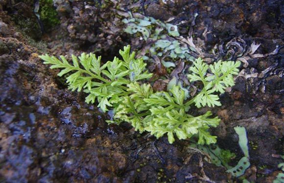 A small green fern growing on a dark, moist soil surface with some leaf litter and other organic material around it.