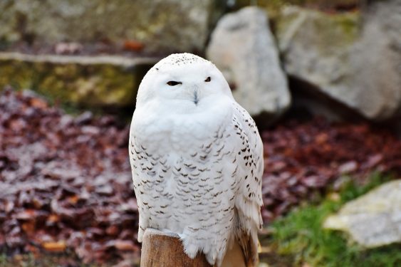 A snowy owl perched on a wooden post with a background of rocks and fallen leaves.