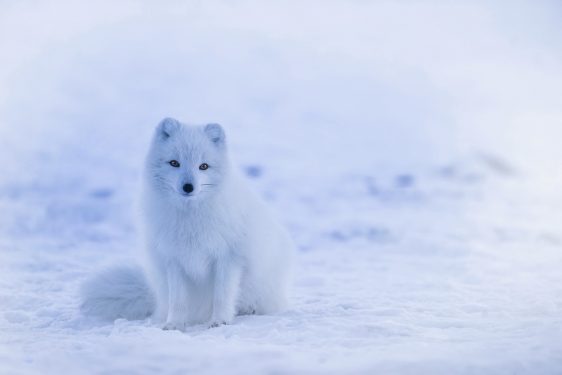 A white arctic fox sitting on snow-covered ground with a blurred background.