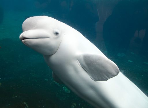 A beluga whale underwater, facing towards the camera with a slight tilt of its head, showcasing its white skin and small eyes.