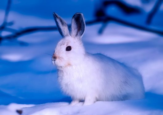 A white rabbit sitting on snow with a blue-tinted background.