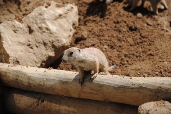 A prairie dog standing on a wooden beam with rocks and sand in the background.