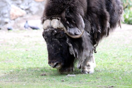 A muskox walking on grass.