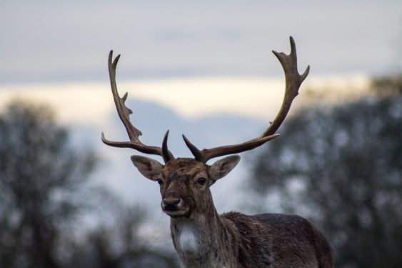 A deer with large antlers standing in the foreground with a blurred natural landscape in the background.