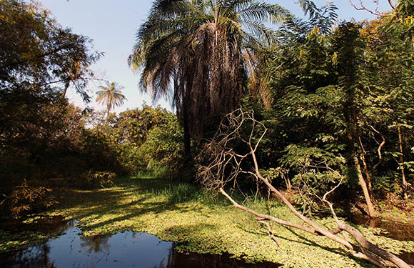 A swamp in the Abuko Nature Reserve.