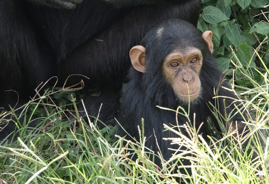 A young chimpanzee sitting in the grass.