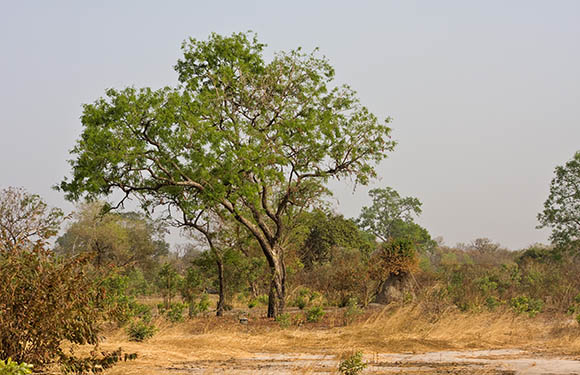 Grassland and large trees in Kiang West National Park.