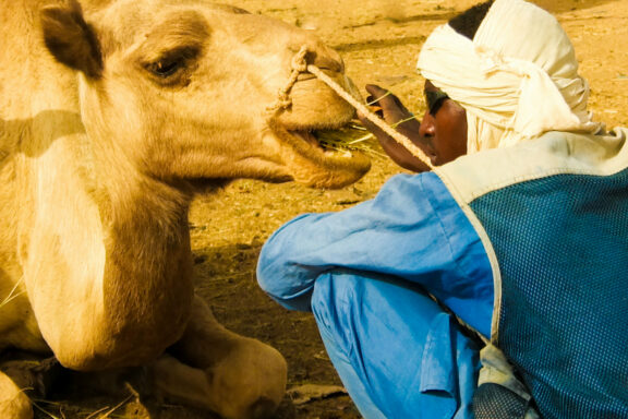 A person in blue and white attire is seen interacting with a camel in a dry, outdoor setting.