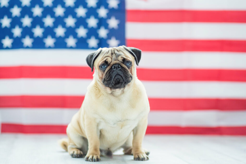 A pug dog sitting in front of an American flag.