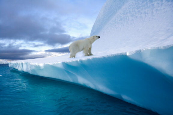 A polar bear on the edge of an ice sheet above the blue waters, with a cloudy sky in the background, in Greenland.