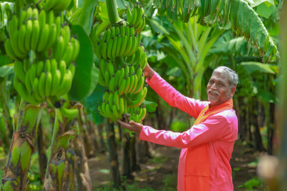 Indian banana farmer holding raw banana tree in hand