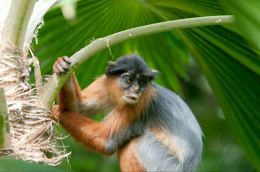 A monkey holding onto a tree in Bijilo Park near Banjul.