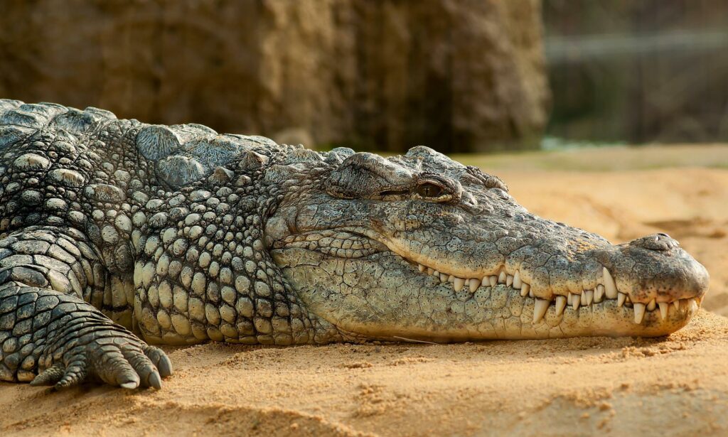 A close-up image of a crocodile resting on sandy ground, likely taken in or around the capital of Gambia.