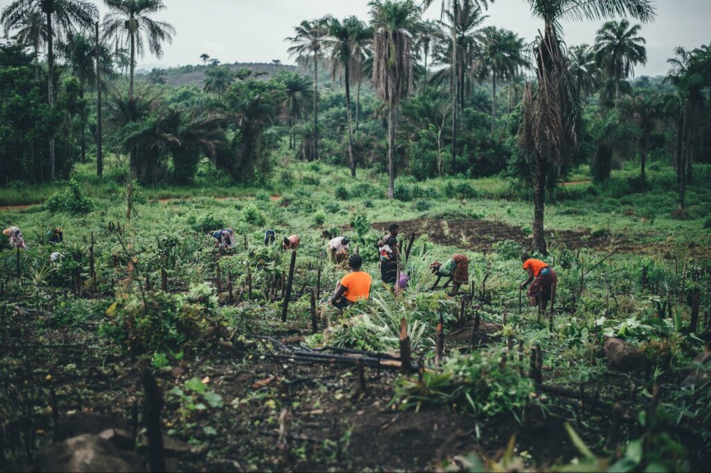 A group of people working in a lush green field with palm trees in the background, likely in the North West Province of Sierra Leone.