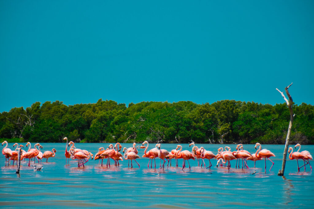 A flock of flamingos standing in shallow blue waters with green foliage in the background, likely in Yucatan.