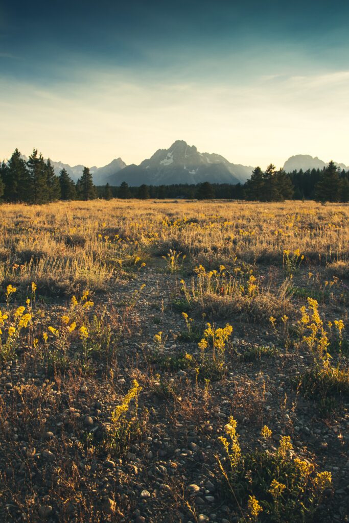 A mountain in the distance behind a plain with flowers.