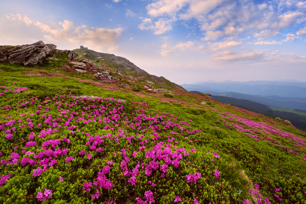 Pink rose rhododendron flowers (in front, close-up) on summer mountain slope and Pip Ivan Mount peak behind with observatory ruins. Carpathian, Chornohora, Ukraine.