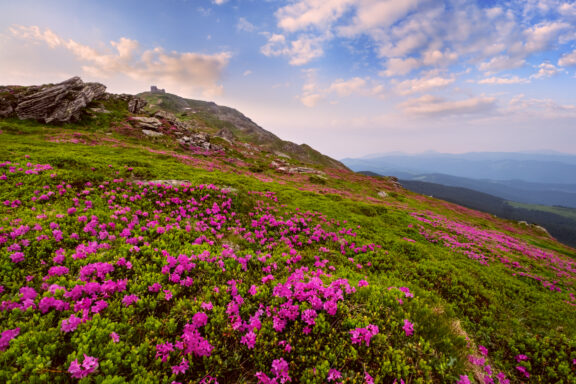 A scenic view of the Carpathian Chornohora range in Ukraine, featuring lush greenery and vibrant pink flowers under a partly cloudy sky at dusk.