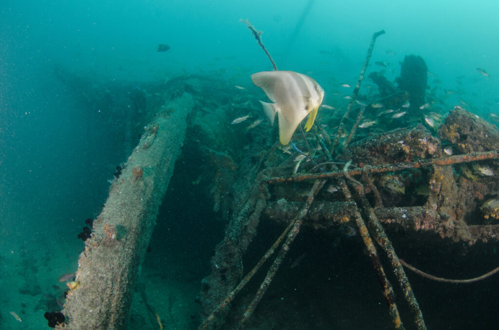 A fish swimming near underwater debris or wreckage, possibly a sunken structure or ship, in the waters of Bahrain.