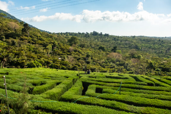 A green hedge maze in a lush garden with a backdrop of forested hills under a clear blue sky, located in El Salvador.