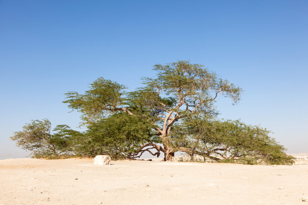 A solitary, large tree with a wide canopy and green leaves stands in a desert landscape under a clear blue sky.