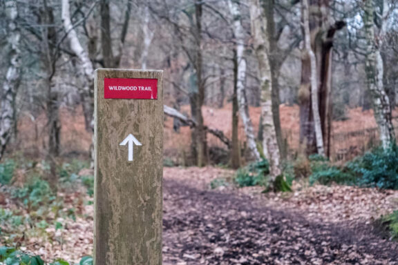 A trail marker for the Wildwood Trail with an arrow pointing forward, set against a backdrop of a forest with leafless trees and a leaf-covered path.