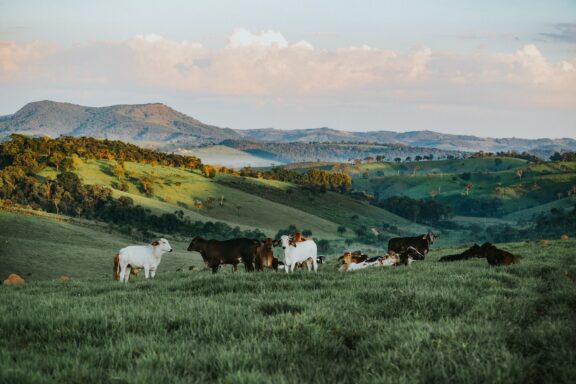 Cattle graze on a green hillside near Belo Horizonte, Brazil, with rolling hills and a soft dusk sky in the background.