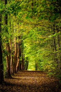 Gorgeous ancient woodlands of the Forest of Dean