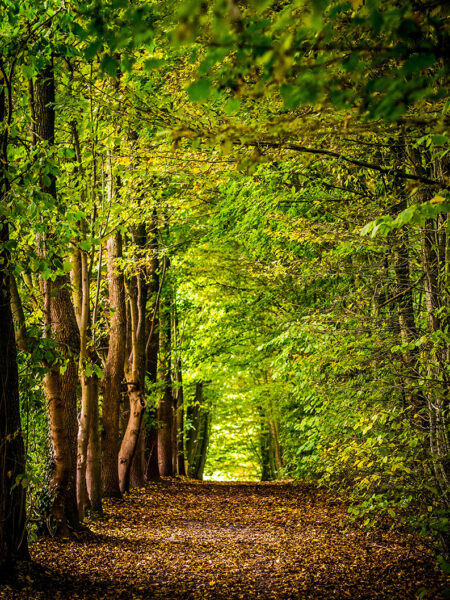 A winding path through the dense Forest of Dean, covered in leaves and dappled with sunlight.