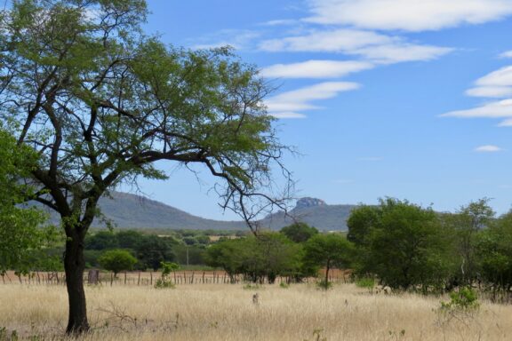 A savannah in Paraíba, Brazil, with a notable tree, blue sky, scattered clouds, dry grass, and distant hills.