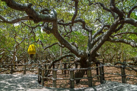 A cashew tree with spreading branches supported by wooden props, bearing fruit, in a grove in Brazil.