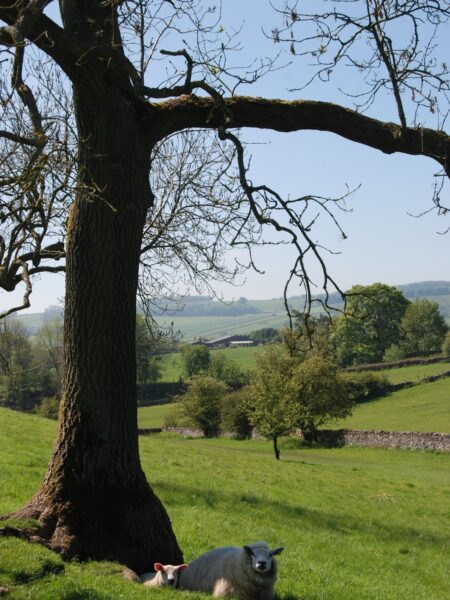 A sheep lying on the grass under the shade of a large tree with leafless branches, in a pastoral setting with rolling hills in the background.