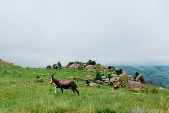 Two bontebok antelopes are seen in Swaziland National Park, Eswatini, one standing and the other grazing.