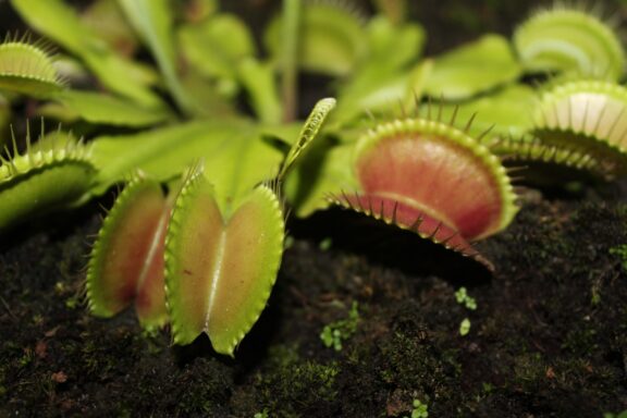 A detailed image of a Venus flytrap plant, highlighting its red interior and edge cilia, against dark soil.