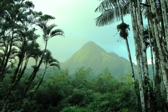 A tropical scene with tall palms and a misty mountain, possibly in Balata Garden, Martinique.