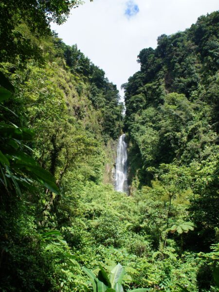 A waterfall surrounded by lush greenery in Dominica.