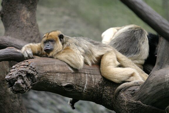 A black howler monkey lounging on a tree branch, possibly at the Henry Doorly Zoo.