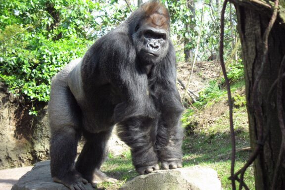 An adult male silverback gorilla stands atop rocks at the Bronx Zoo in New York.