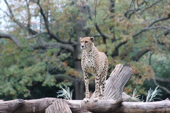 A cheetah sitting on a log at the Cheetah Conservation Station, National Zoo.