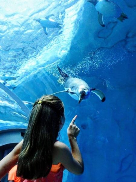 A person is pointing at a penguin swimming underwater at the Detroit Zoo.